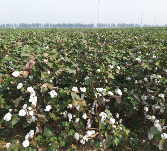 �y�d��16̖-�޻��N��-�y�d�N�I(y��)