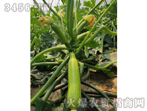 ��ɫ�����J�N��-��ʥ�� 