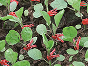 �p��һ̖(h��o)-��ľ�N��-�p�ǷN�I(y��)