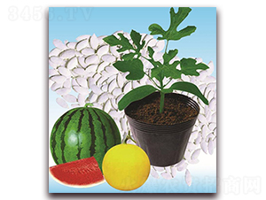 �p���̖(h��o)-��ľ�N��-�p�ǷN�I(y��)