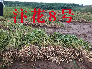 �껨8̖(h��o)�����N���^Ħ�D