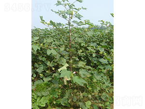 �ƿ���2̖(h��o)-�޻��N��-�y�d�N�I(y��)