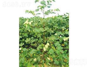 ���s2̖(h��o)-�޻��N��-�y�d�N�I(y��)