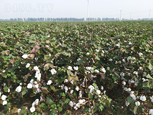 �y�d��16̖(h��o)-�޻��N��-�y�d�N�I(y��)