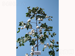 �y�d��8̖(h��o)-�޻��N��-�y�d�N�I(y��)