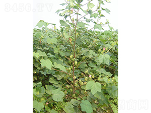 �y�d��5̖(h��o)-�޻��N��-�y�d�N�I(y��)