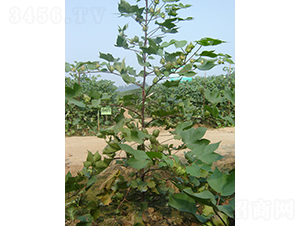 �y�d��4̖(h��o)-�޻��N��-�y�d�N�I(y��)