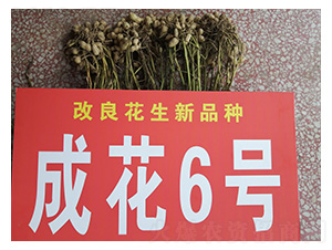 �ɻ�6̖(h��o)-�����N��-���S�N�I(y��)