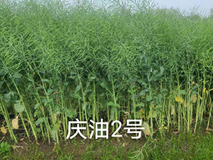 �c��2̖-�Ͳ˷N��-���r(n��ng)�Ƽ�