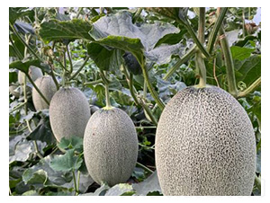 ���ܹϷN��-������25-���S�r(n��ng)�I(y��)