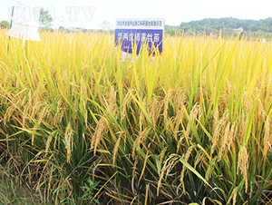 �A�Ƀ�(y��u)��ɏ�z��-ˮ���N��-�𽡷N�I(y��)