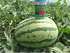 ���S5̖-���ϷN��-���S�N�I(y��)