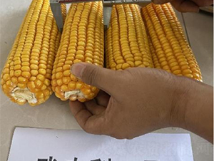 ���r(n��ng)��1̖-���׷N��-���S�N�I(y��)