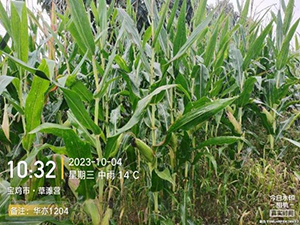 �A��1204-���׷N��-���S�N�I(y��)